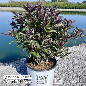 September 2025 3g Wine & Roses Weigela Single Website